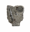 Ammonite Fossil Sculpture Piece 6.5" Office Home Decor