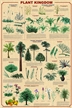 Plant Kingdom Poster Laminated 