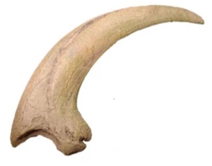 deinonychus fossil for sale