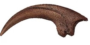 real velociraptor claw fossil for sale