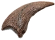 Daspletosaurus “dew” Claw (hallux) Fossilized Replica