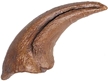Daspletosaurus Foot Claw Fossilized Replica