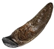 Mongolian Protoceratops Tooth Fossilized Replica