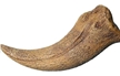 Spinosaurus aegypticus sp. Hand Claw Fossilized Replica