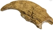 Megalonyx jeffersoni Hand Claw Fossilized Replica