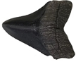 Carcharodon Megalodon Tooth SM Fossil Replica