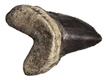 Cretoxyrhina mantelli Tooth Fossil Replica