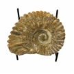 Authentic Ammonite Fossil Piece 4.25" w/ Stand