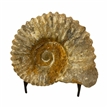 Authentic Ammonite Fossil Piece 5" w/ Stand