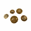 Ammonite Polished Buttons 5 Pack