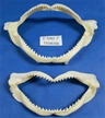 Authentic Shark Jaw 6 to 7/34"