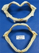Authentic Shark Jaw 8" to 9 1/2"