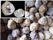 Bulk Pack - 25 Break Open Whole Moroccan Geodes - Crystal Centers 2"