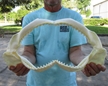 Large Authentic Dusky Shark Jaw 14"