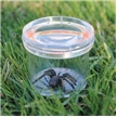 GeoSafari® Large 3" Bug Viewer