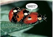 Ladybugs Poster