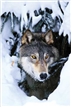 Winter Wolf Poster