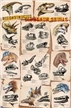 Dinosaur Skulls Reconstructed Poster