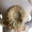 Large Authentic Ammonite Fossil Sculpture Piece 7.75"