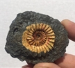 Ammonite Fossil Replicas From The Past