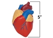 Cross-Section Human Heart Mode