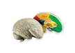 Cross-Section Human Brain Model