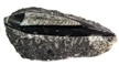 Orthoceras on Rock - Polished