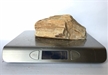 Petrified Wood Fossilized Tree Log 2.4 lbs Texas | 6 in. x 3 in.