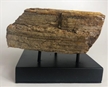 Petrified Wood Tree Log Limb Texas Poly Sealed Rough Bark W/ Display Base  4" 1.3 lbs