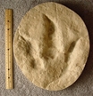 Large Theropod Dinosaur Right Rear Footprint Track Cast