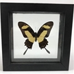 Real Butterfly Framed | Heraclides Garleppi