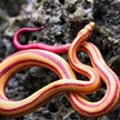 Replica Corn Snake Model Toy