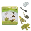 Life Cycle of A Frog Safari Frog Toy Model