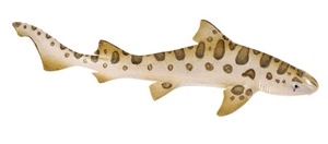 leopard shark toy