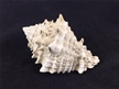 Medium Fosilized Seashell