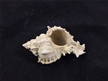 Small Fosilized Seashell