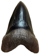 Carcharodon Megalodon Shark Tooth Fossil Replica