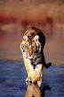 Tiger Walking Educational Poster by Safari, tiger poster, safari poster