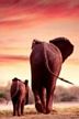 Elephant & Calf Walking Poster Laminted by Safari, elephant poster, safari poster