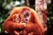 Orangutan with Baby Poster