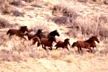 Mustangs Running  Poster