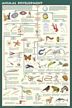 Animal Development (Laminated)