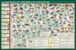 Milestones of Vertebrate Evolution (Laminated)