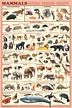 Mammals Poster (Laminated)