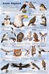 Avian Raptors Poster (Laminated)