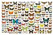 Butterflies of the World Poster (Laminated)
