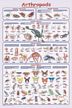 Arthropods Poster (Laminated)