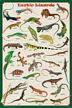 Exotic Lizards Poster (Laminated)