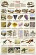 Introduction to Fossils Poster (Laminated)