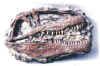 Giganotosaurus Mini Skull Replica Plaque